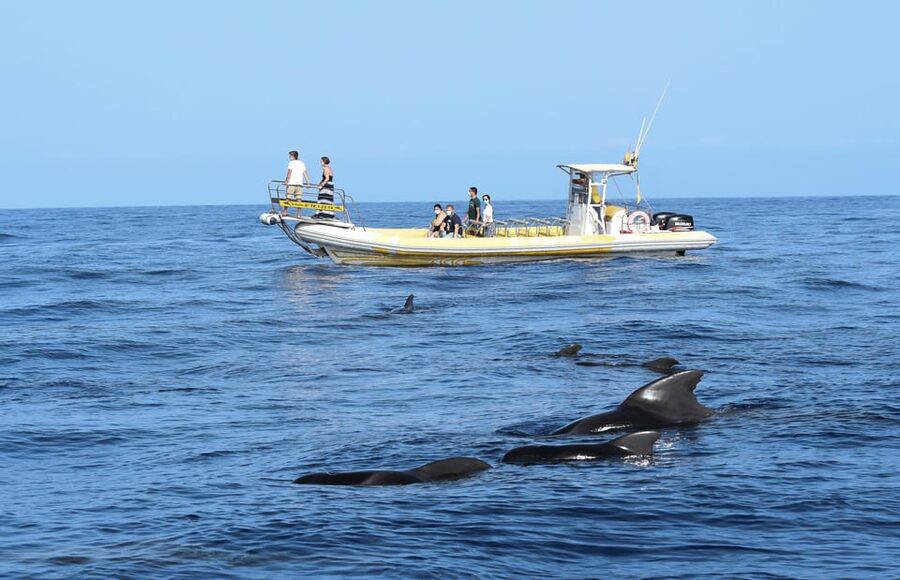 Los Gigantes: Dolphin and Whale Watching Cruise by Speedboat - A small boat with a big view of Tenerife