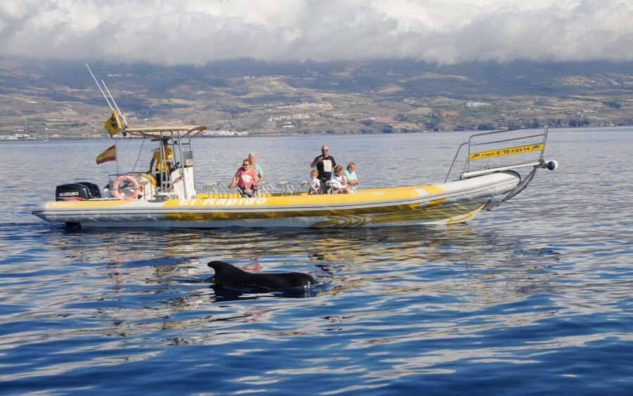 Los Gigantes: Dolphin and Whale Watching Cruise by Speedboat - Cruising beneath the Los Gigantes cliffs