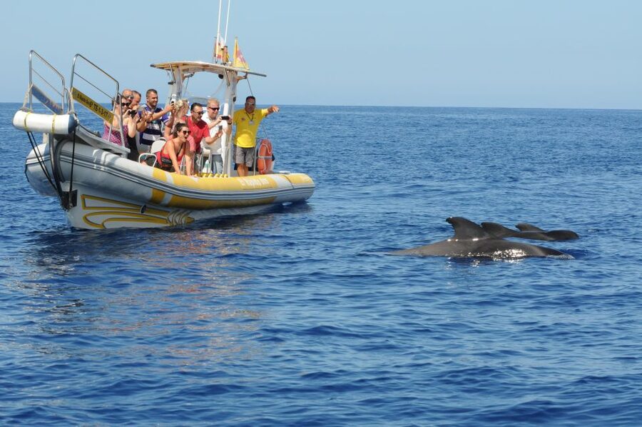 Los Gigantes: Dolphin and Whale Watching Cruise by Speedboat - Sea conditions, clothing, and comfort