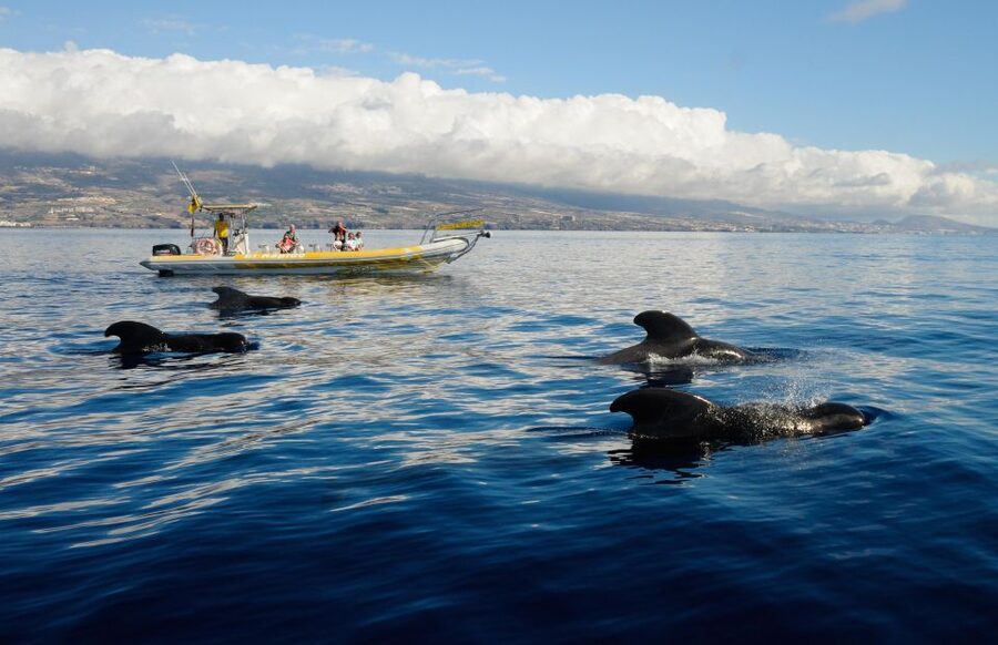 Los Gigantes: Dolphin and Whale Watching Cruise by Speedboat - Watching pilot whales in the Teno-Rasca sanctuary