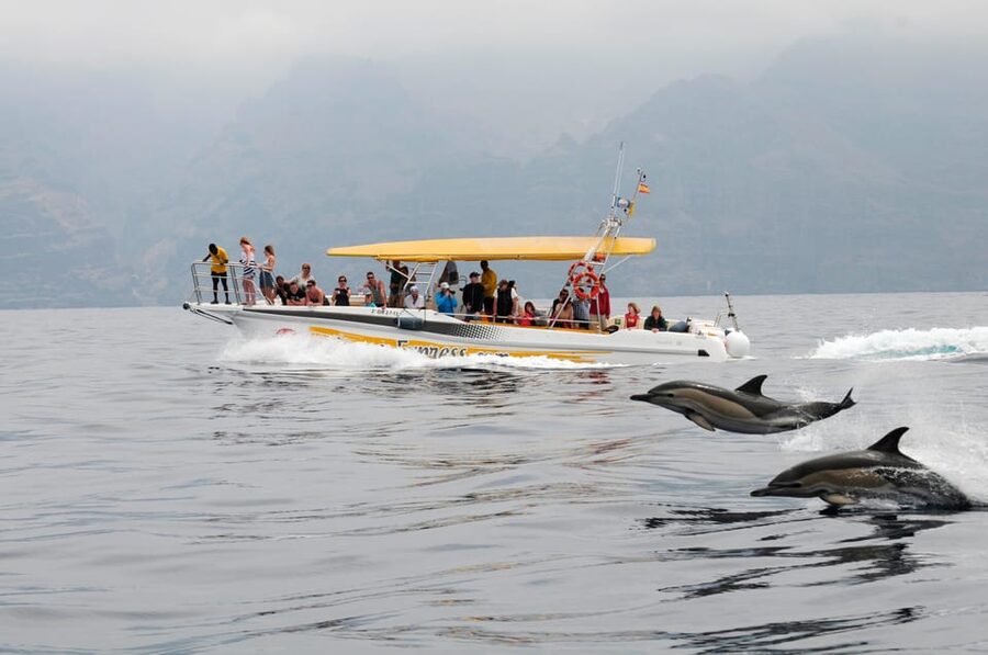 Los Gigantes: Dolphin & Whale Watching Cruise with Swim Stop - Cruising below the Los Gigantes cliffs