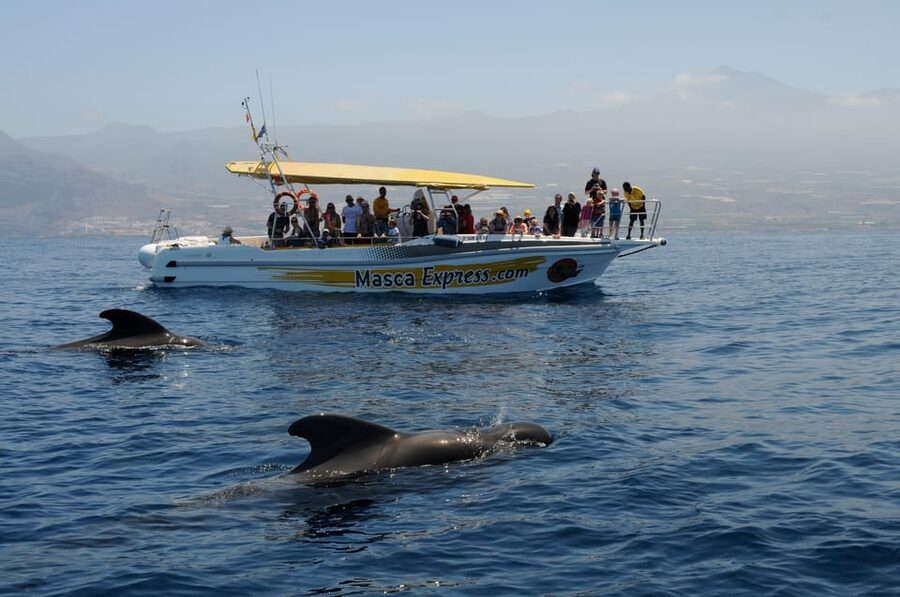 Los Gigantes: Dolphin & Whale Watching Cruise with Swim Stop - Searching for pilot whales and dolphins
