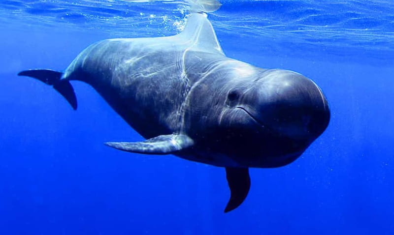 Los Gigantes: Dolphin & Whale Watching Tour on a Pirate Boat - Key things to know before you book