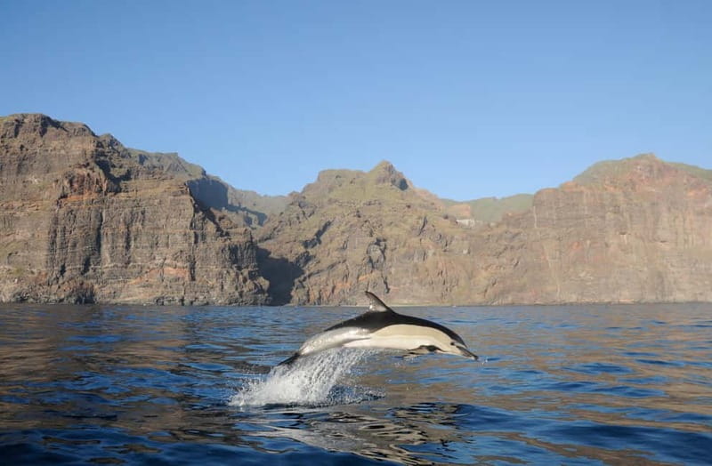 Los Gigantes: Dolphin & Whale Watching Tour on a Pirate Boat - Setting out from Los Gigantes Harbor