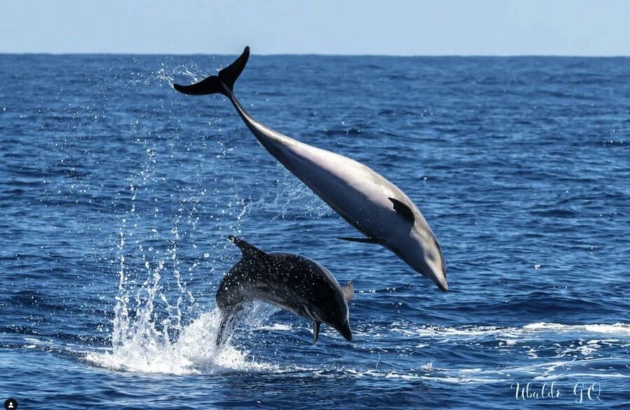 Los Gigantes: Dolphin & Whale Watching Tour on a Pirate Boat - Should you book the Flipper Uno pirate boat?