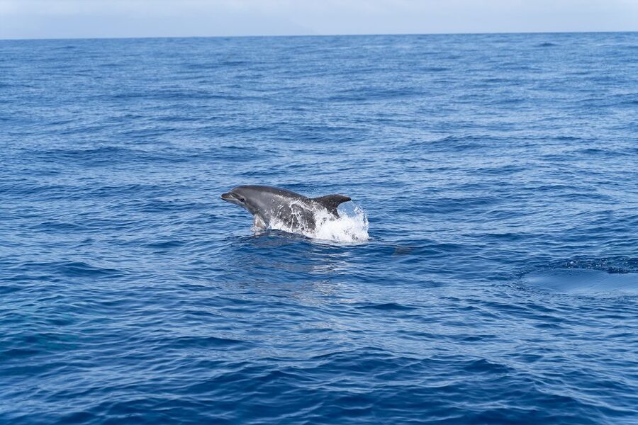 Los Gigantes: Sailing Excursion with Swimming, Drink & Tapas - Is $82 a fair price?