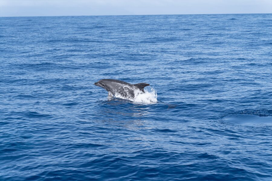 Los Gigantes: Sailing Excursion with Swimming, Drink & Tapas - Sailing beneath the red cliffs