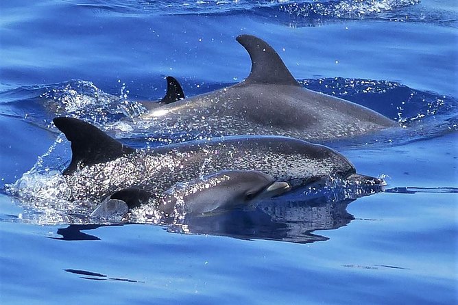 Los Gigantes Whale Watching Charter by Sail Boat - Why Los Gigantes looks best from a sailboat
