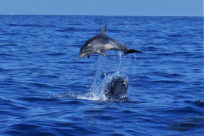Los Gigantes Whale Watching Charter by Sail Boat - Lunch, fruit, and drinks on board