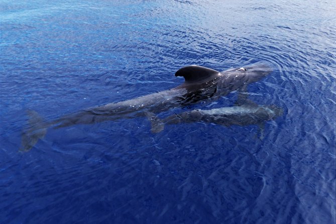 Los Gigantes Whale Watching Charter by Sail Boat - What the three hours feel like