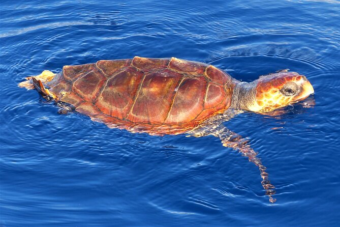 Los Gigantes Whale Watching Charter by Sail Boat - Swimming and snorkeling beneath the cliffs