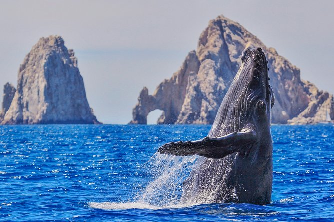 Luxury Catamaran Whale Watching Cabo San Lucas - Key things to know before booking
