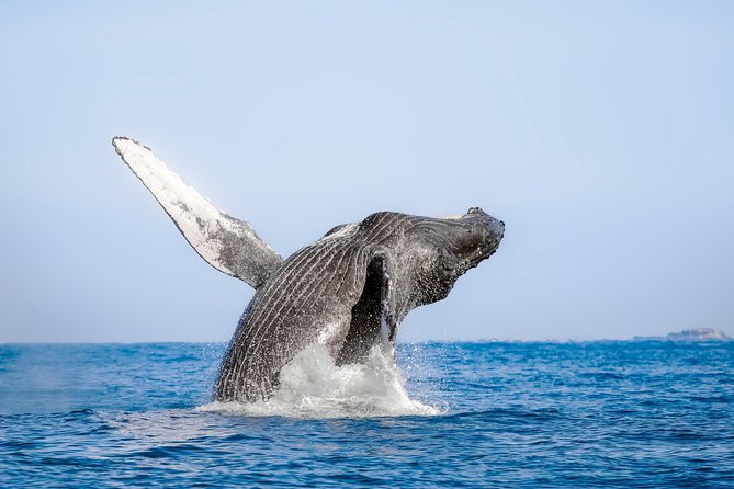 Luxury Catamaran Whale Watching Cabo San Lucas - Two hours searching the Sea of Cortez