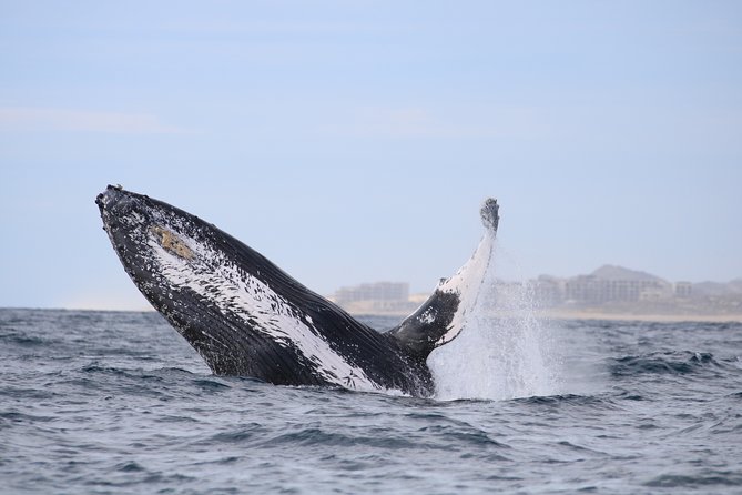 Luxury Catamaran Whale Watching Cabo San Lucas - A hydrophone turns waiting time into part of the show
