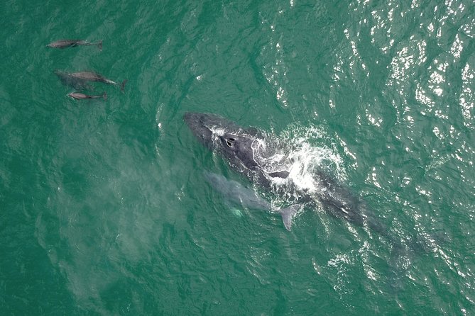 Luxury Catamaran Whale Watching Cabo San Lucas - Drinks, snacks, and the double-decker catamaran