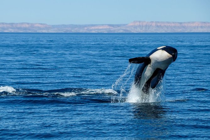 Luxury Catamaran Whale Watching Cabo San Lucas - How much time the tour really takes