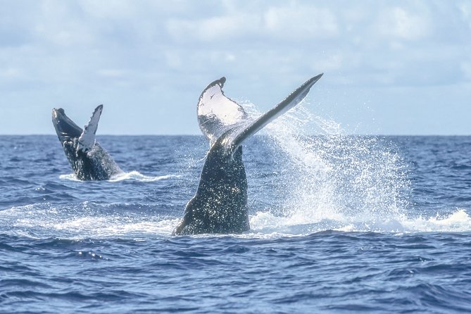 Luxury Catamaran Whale Watching Cabo San Lucas - Who will get the most from this outing