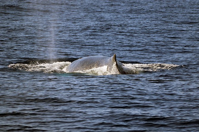 Luxury Snorkel Cruise, Local Buffet with Whale & Dolphin Watch - A Hawaiian buffet that feels like part of the outing