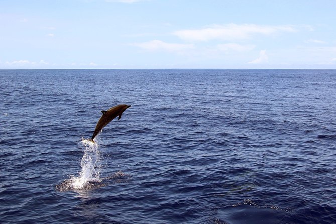 Luxury Snorkel Cruise, Local Buffet with Whale & Dolphin Watch - Choosing between the three departure times