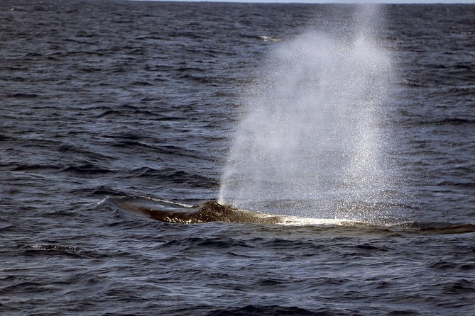 Luxury Snorkel Cruise, Local Buffet with Whale & Dolphin Watch - Warm showers and easy cleanup after the water