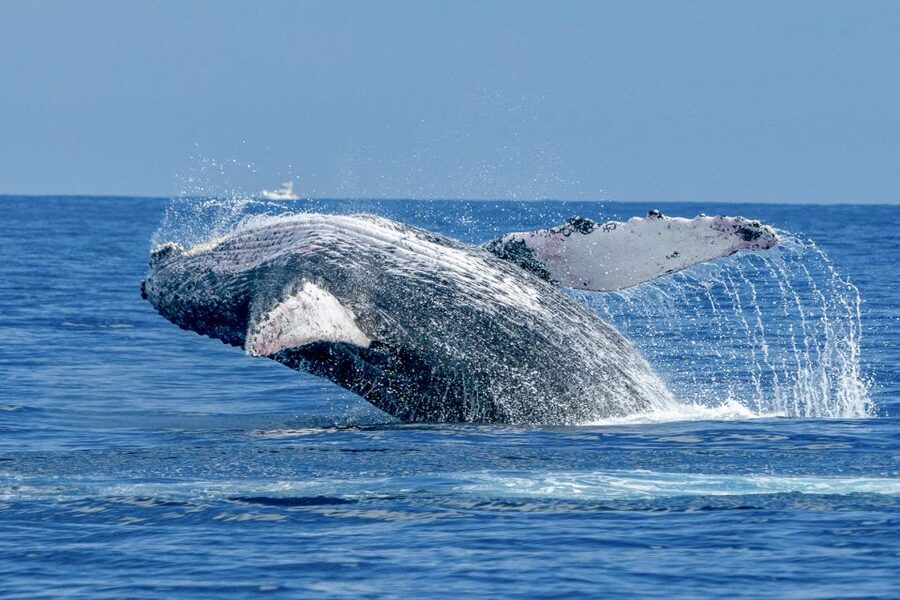 Ma'alaea Harbor: Whale Watching Tour Aboard Power Catamaran - Quick points to know