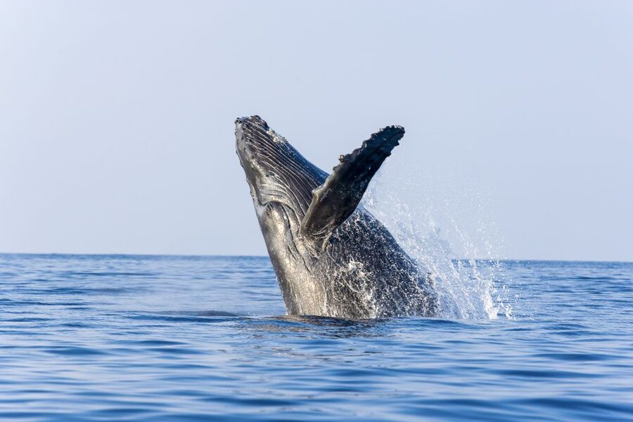 Ma'alaea Harbor: Whale Watching Tour Aboard Power Catamaran - Breaches, tail slaps, and spy-hops