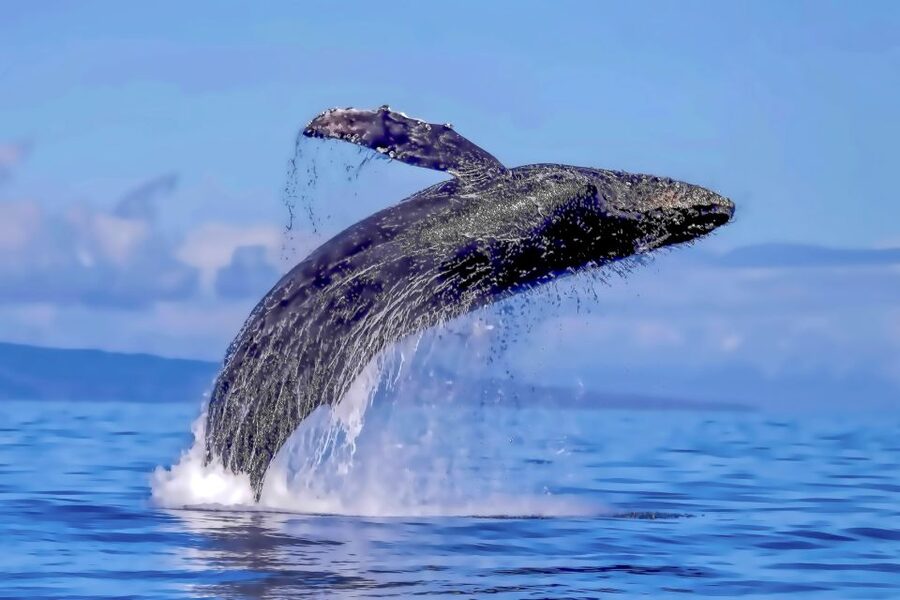 Ma'alaea Harbor: Whale Watching Tour Aboard Power Catamaran - What is included for $49