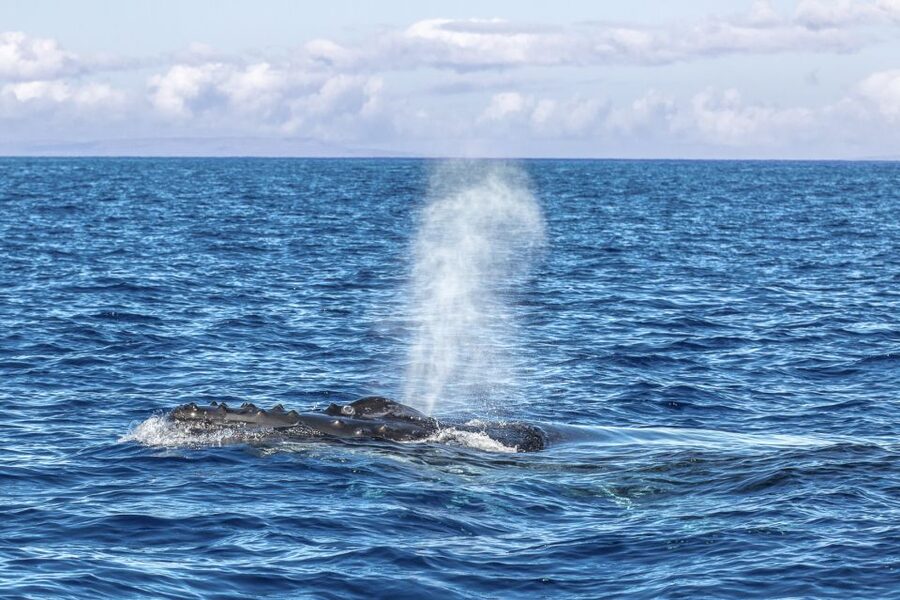 Ma'alaea Harbor: Whale Watching Tour Aboard Power Catamaran - Who should book this Maalaea whale cruise?