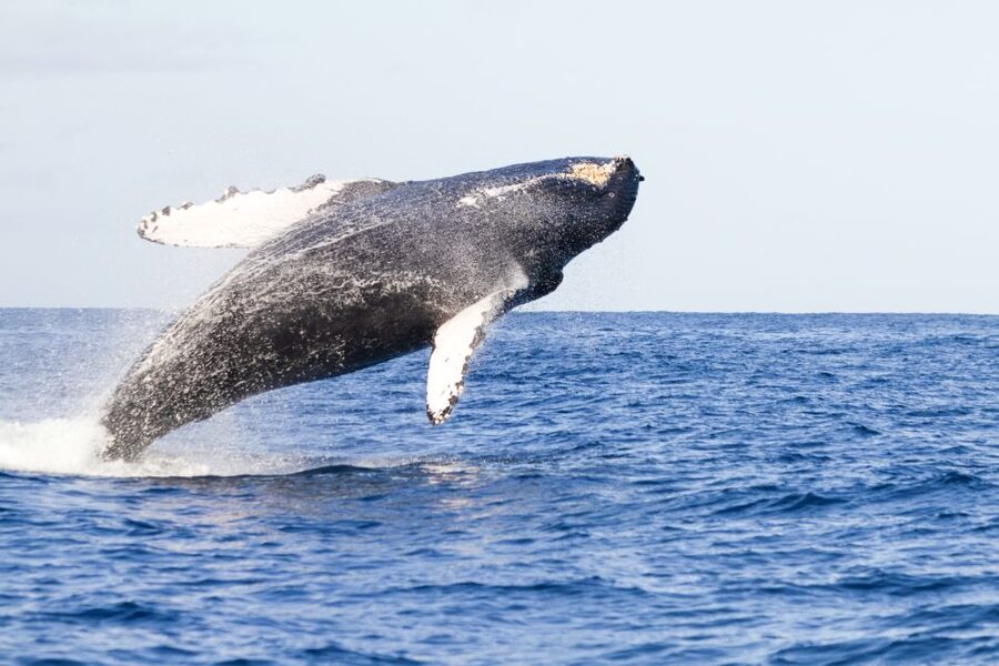 Ma'alaea Harbor: Whale Watching Tour Aboard Power Catamaran - The double-deck catamaran and where to sit