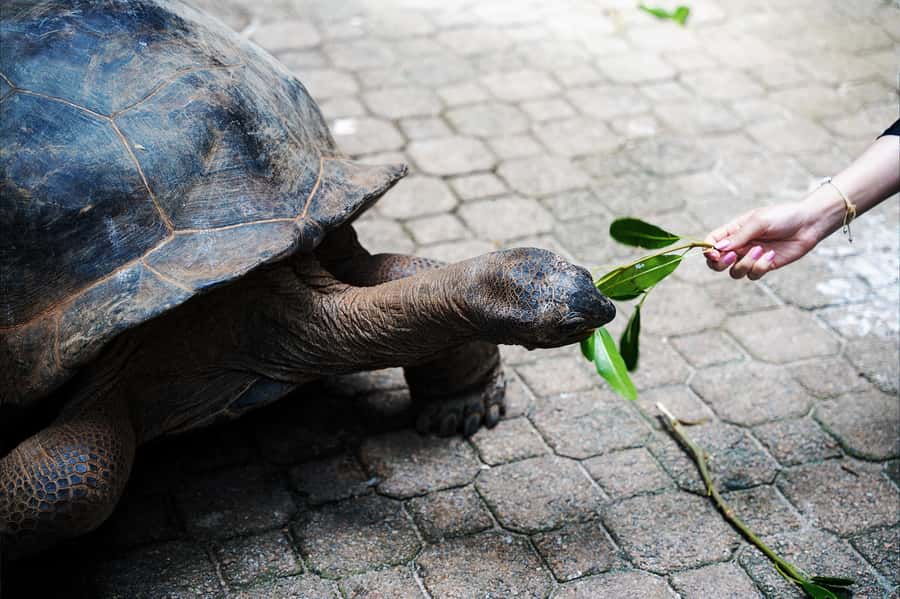 Mahé: Saint-Anne Marine Park and Moyenne Island Cruise - Creole lunch, music, and island time