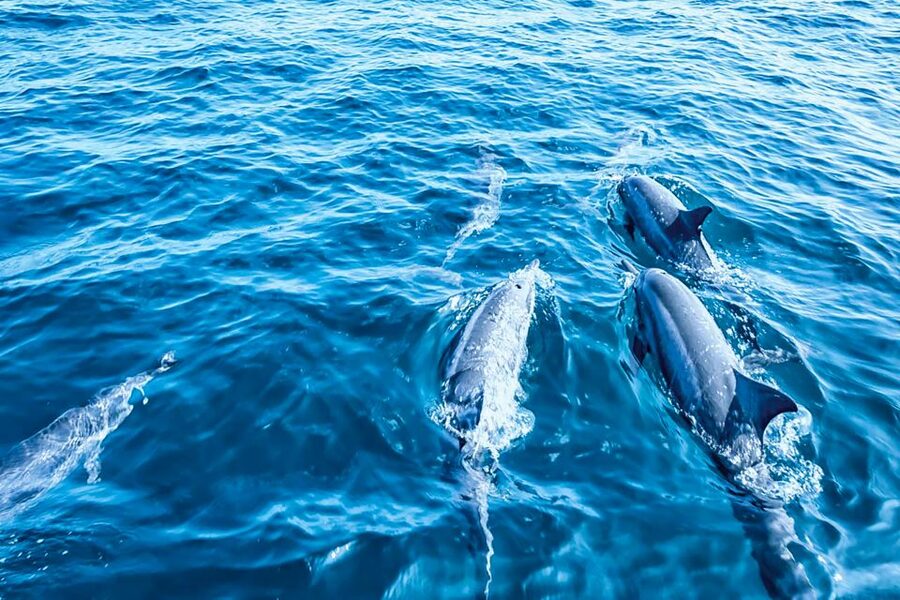 Mallorca: Dolphin Watching Cruise - Practical advice for a better morning