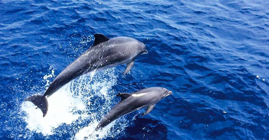 Mallorca: Dolphin Watching Cruise - The three-hour plan from Paguera or Santa Ponsa