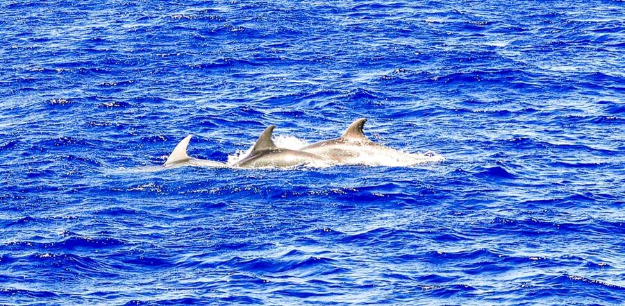 Mallorca: Dolphin Watching Cruise - Who will enjoy this cruise most