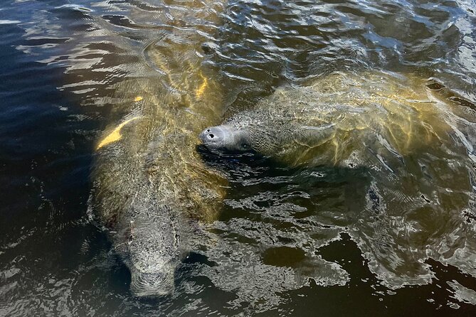 Manatee Sightseeing and Wildlife Boat Tour - Manatees beside the boat, not in a tank
