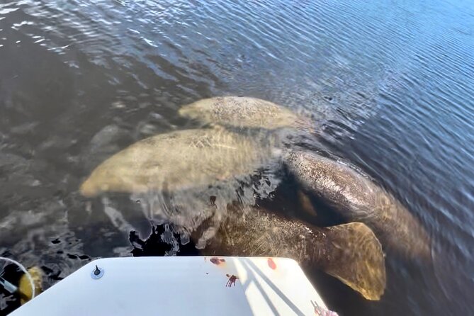 Manatee Sightseeing and Wildlife Boat Tour - The captains shape the experience