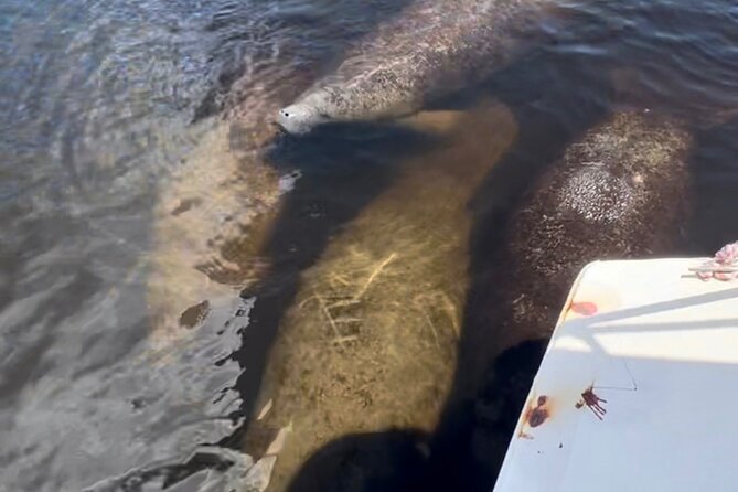Manatee Sightseeing and Wildlife Boat Tour - More than manatees: birds, reptiles, and jumping fish
