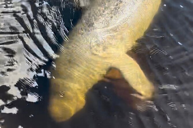 Manatee Sightseeing and Wildlife Boat Tour - Covered seating and practical comfort