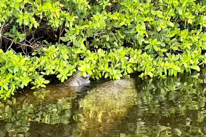 Manatee Sightseeing and Wildlife Boat Tour - Who will enjoy this boat tour most