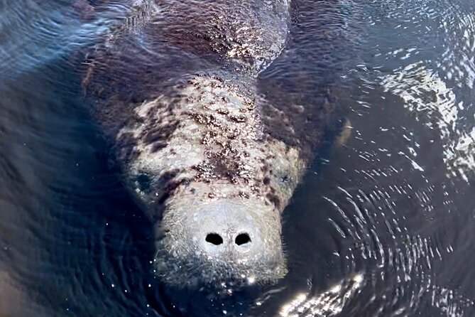Manatee Sightseeing and Wildlife Boat Tour - A 90-minute route from Port of the Islands