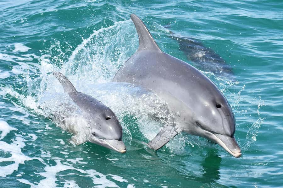 Mandurah: Dolphin and Views Cruise - Key points to know before you go