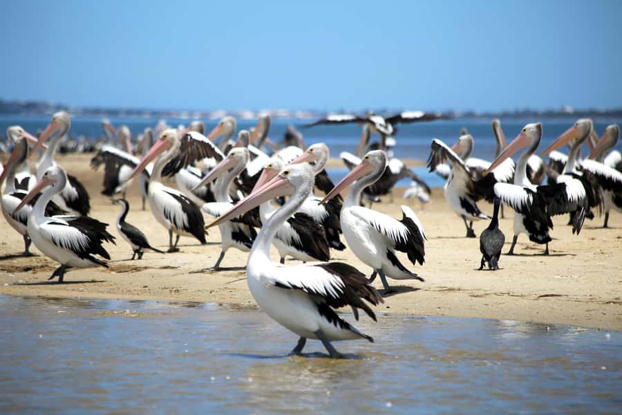 Mandurah: Dolphin and Views Cruise - Booking details that can save you trouble