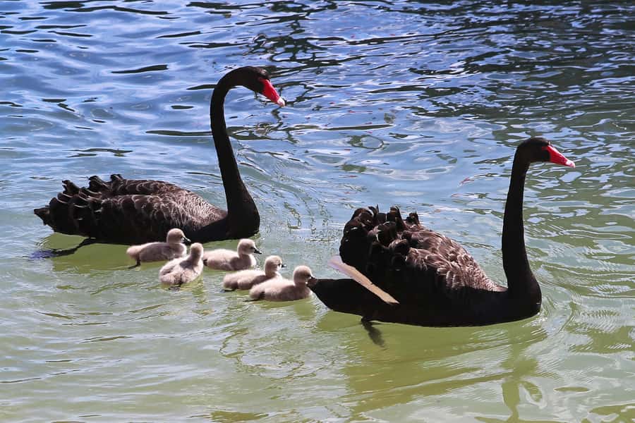 Mandurah: Dolphin and Views Cruise - Wetlands, pelicans, and smaller wild sightings