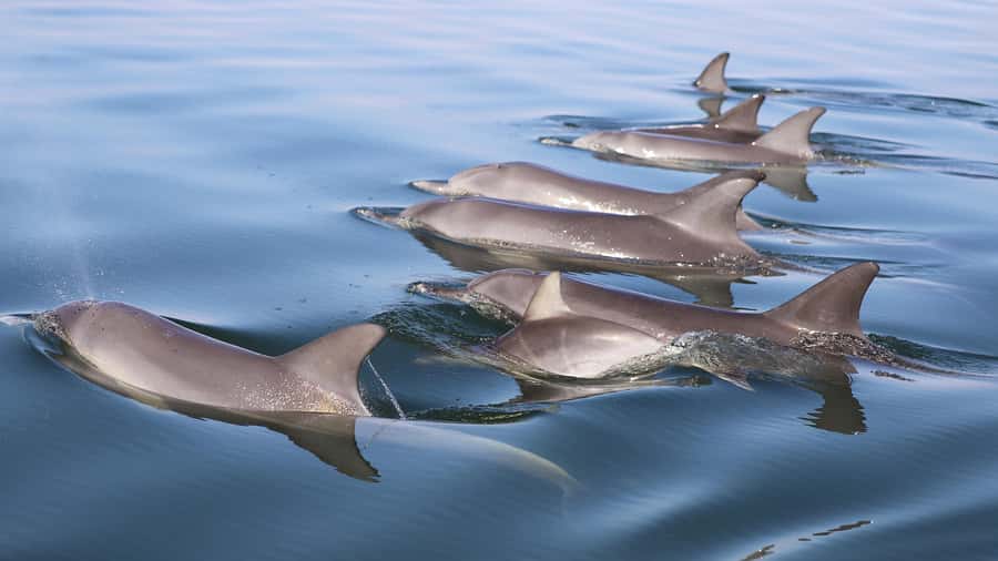 Mandurah: Dolphin and Views Cruise - Commentary that adds meaning to the scenery