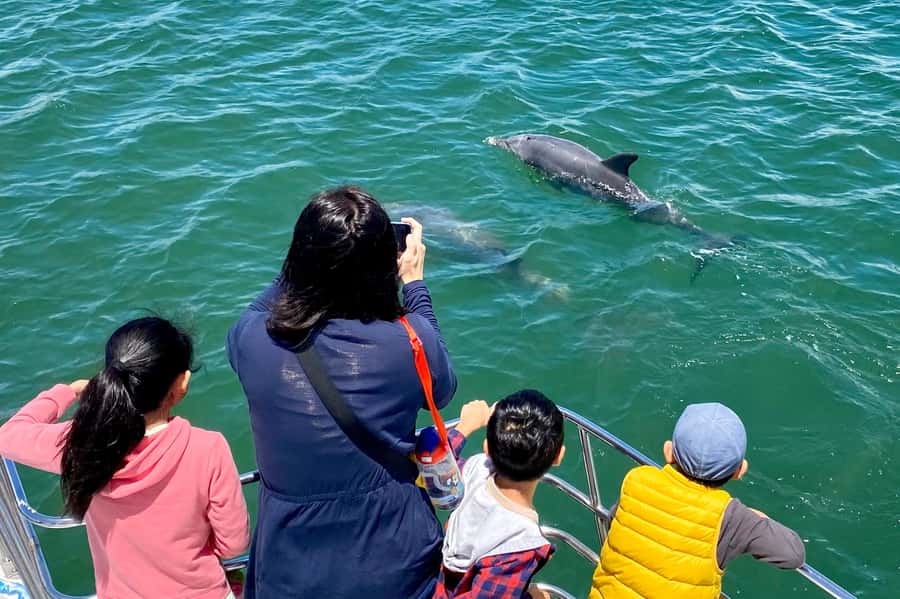 Mandurah: Dolphin and Views Cruise - Is $31 good value for 60 to 75 minutes?