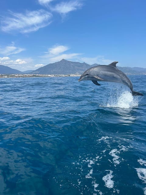 Marbella: Sailing & Dolphin Watching with Snacks and Drinks - Dolphins, Tuna, and the Honest Wildlife Gamble