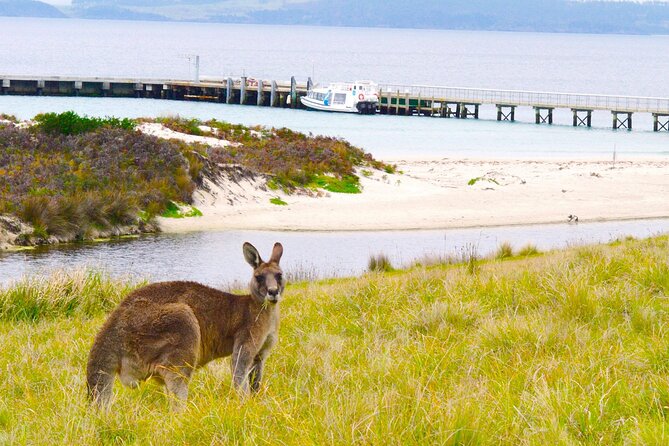 Maria Island Cruise and Guided Walk Day Tour with Lunch and Drinks - Darlington’s convict settlement and island wildlife