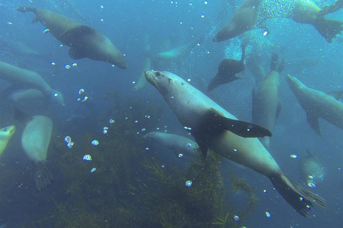 Maria Island Cruise and Guided Walk Day Tour with Lunch and Drinks - Who should book this cruise