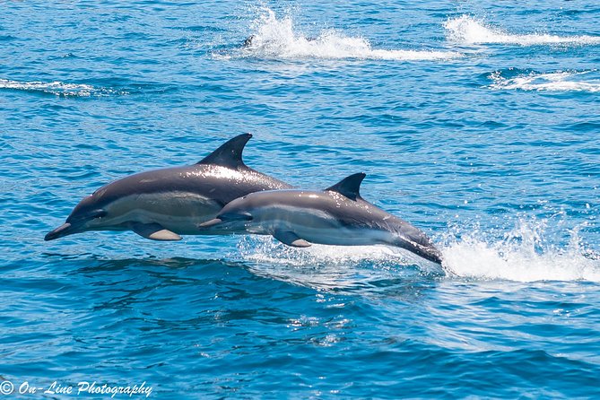 Maria Island Cruise and Guided Walk Day Tour with Lunch and Drinks - Coastline, sea caves, and fur seals