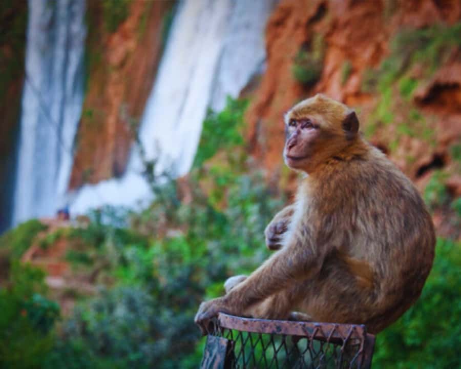 Marrakech: Day Tour to Ouzoud Waterfalls with Boat Trip - What the $17 price really covers