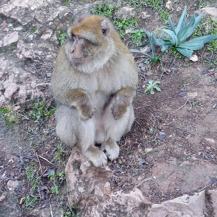 Marrakesh: Ouzoud Waterfalls Trip with Hike & Boat Option - Monkeys, olive trees, and the people around the falls
